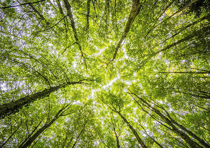 foto noticia EET prepara por tercer año consecutivo su "Green Friday" para combatir el cambio climático.